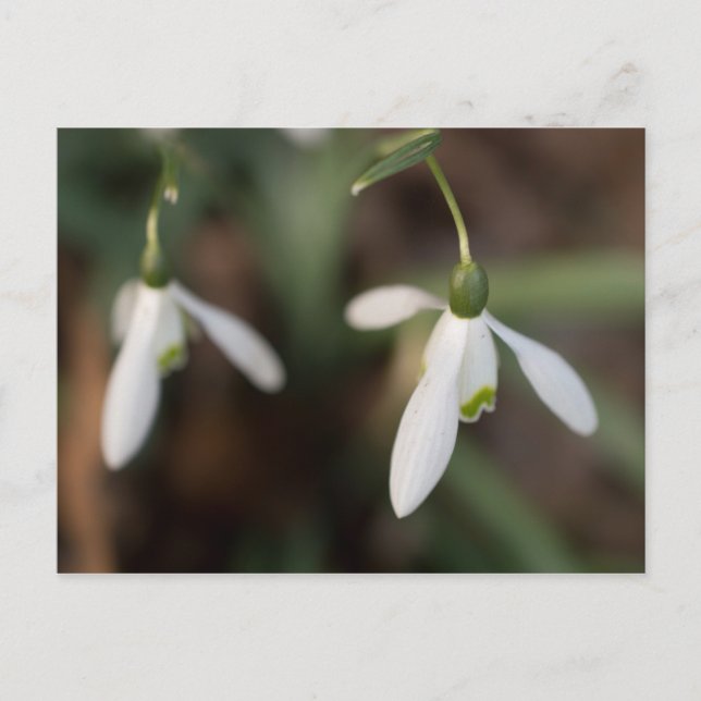 Snowdrop Flowers Postcard (Front)