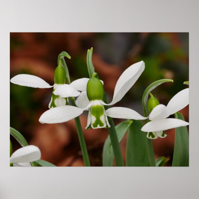 Snowdrop Flowers Poster (Front)