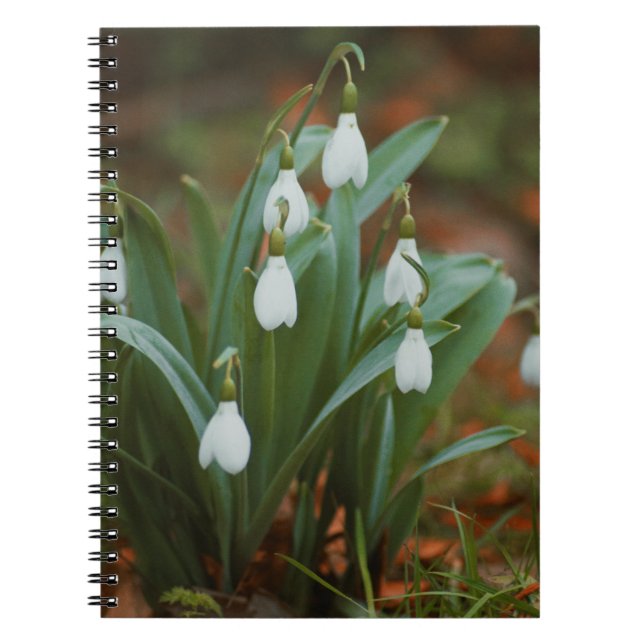 Snowdrop flowers Spiral Photo Notebook (Front)
