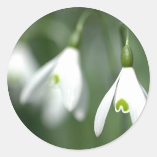 snowdrop, from the flower gift collection classic round sticker