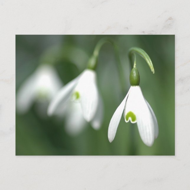 snowdrop, from the flower gift collection postcard (Front)