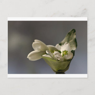 Snowdrop (Galanthus nivalis) Postcard