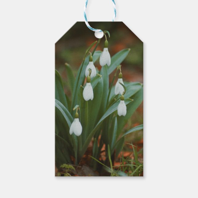 snowdrop gift tags (Front)