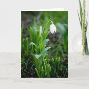 Snowdrop Greeting Card Grusskarte Schneegloeckch