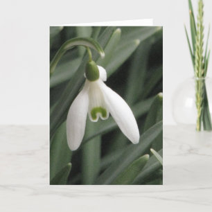 Snowdrop Holiday Card