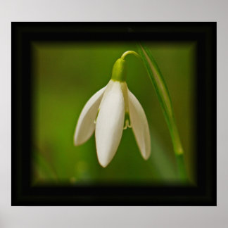 Snowdrop Poster