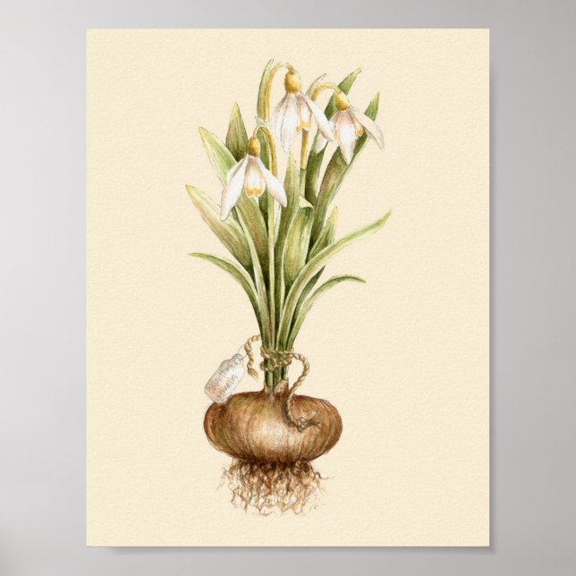 Snowdrop - Poster (Front)