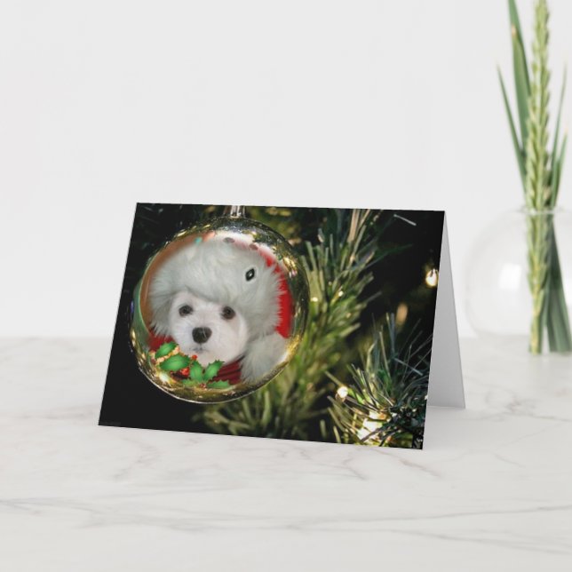 Snowdrop the Maltese at Christmas Holiday Card (Front)