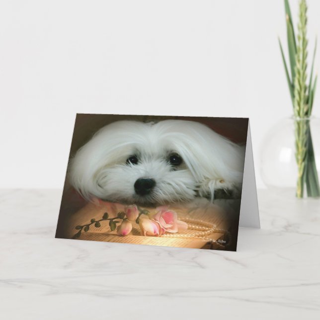 Snowdrop the Maltese Birthday Card (Front)
