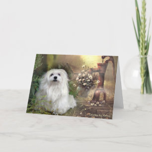 Snowdrop the Maltese Blank Greeting Card