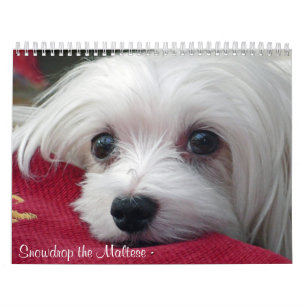 Snowdrop the Maltese Calendar