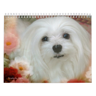 Snowdrop the Maltese Calendar
