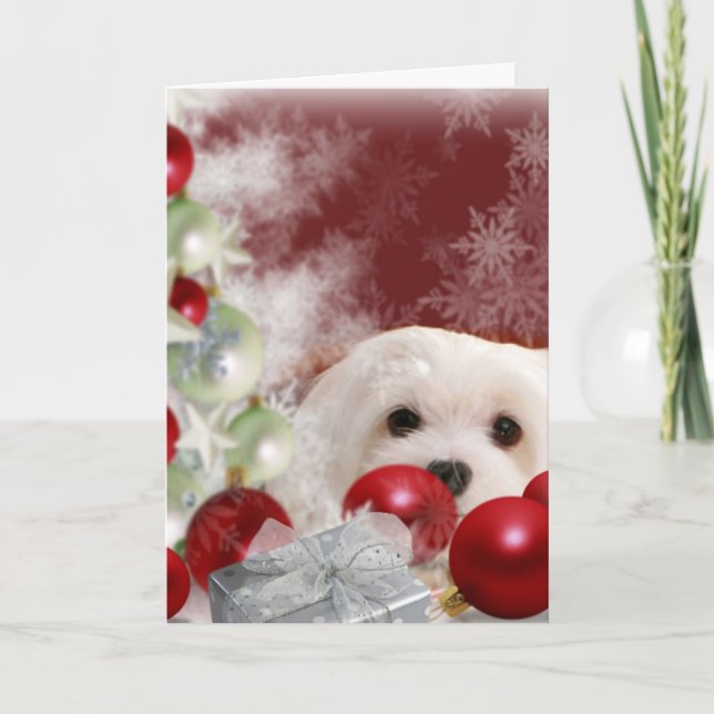 Snowdrop the Maltese Christmas Card (Front)