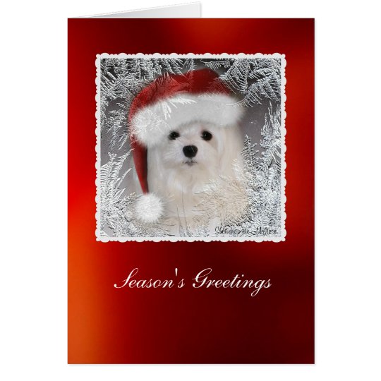 Snowdrop the Maltese Christmas Card