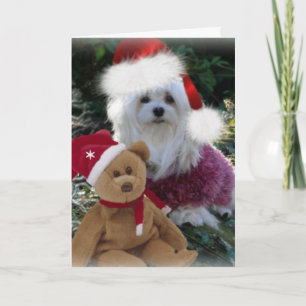 Snowdrop the Maltese Christmas Card