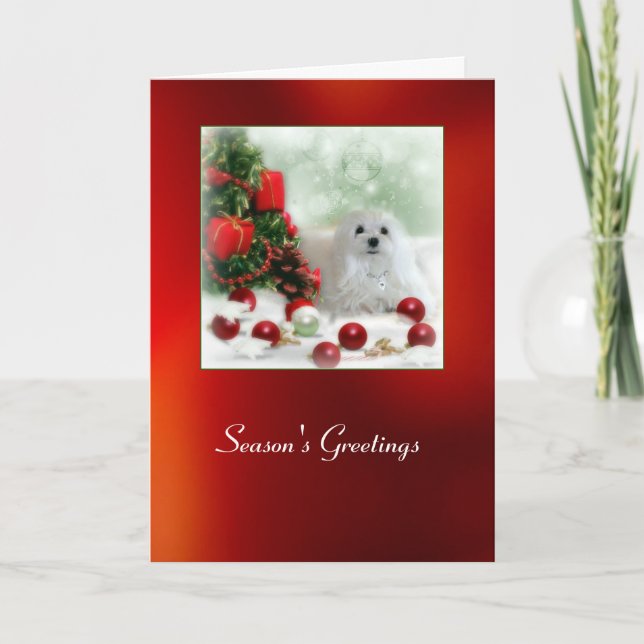 Snowdrop the Maltese Christmas Card (Front)