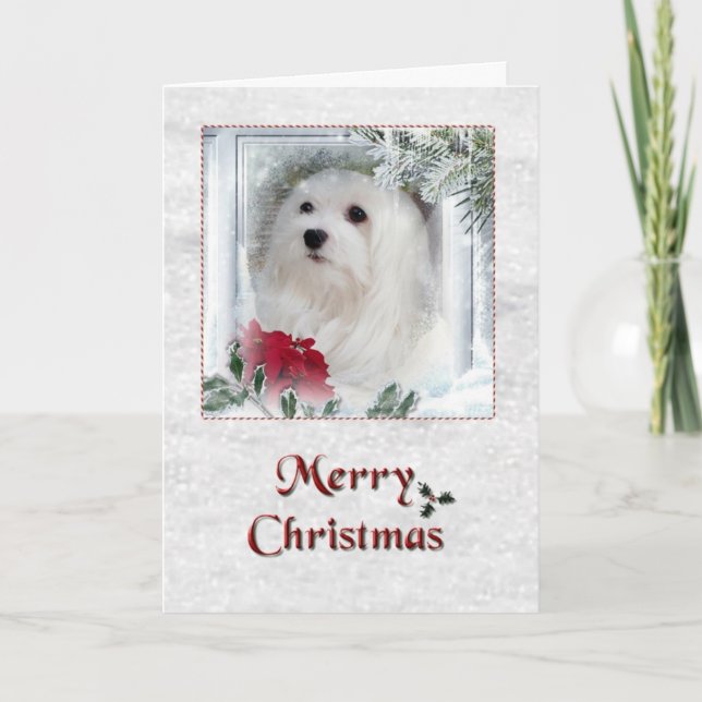 Snowdrop the Maltese Christmas Card (Front)