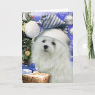 Snowdrop the Maltese Christmas Card