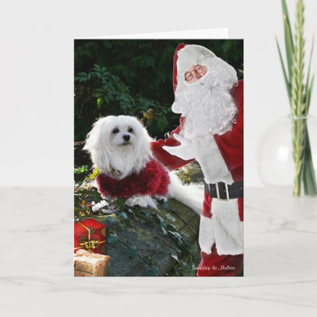 Snowdrop the Maltese Christmas Card (Front)