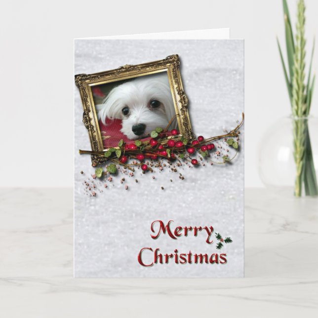 Snowdrop the Maltese Christmas Card (Front)