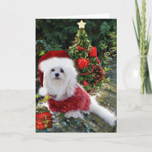 Snowdrop the Maltese Christmas Card