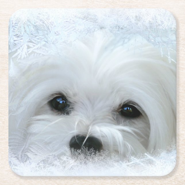 Snowdrop the Maltese Coasters (Front)