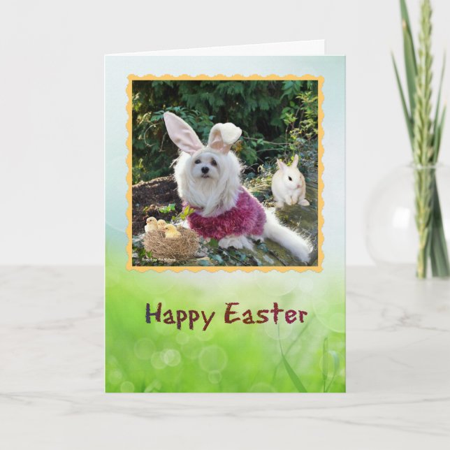 Snowdrop the Maltese Easter Greeting Card (Front)