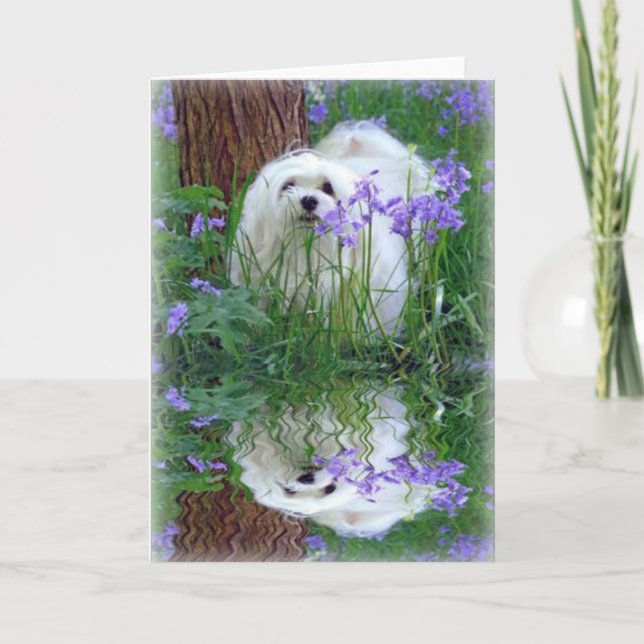 Snowdrop the Maltese Greeting Card (Front)