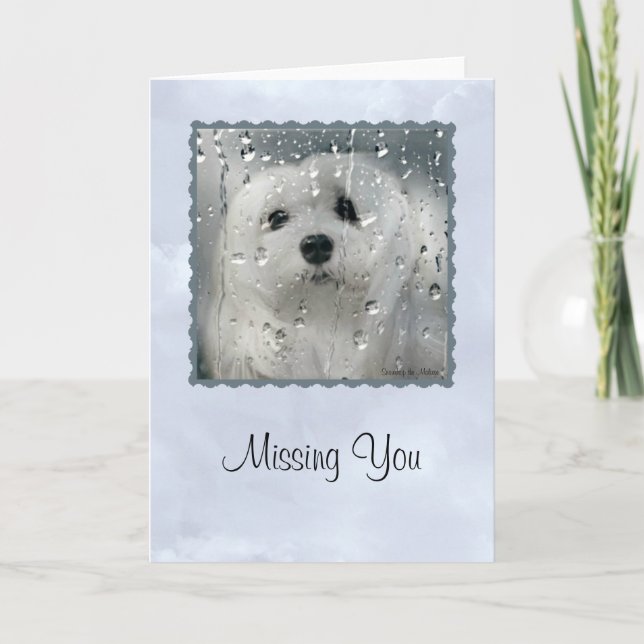 Snowdrop the Maltese Greeting Card (Missing You) (Front)