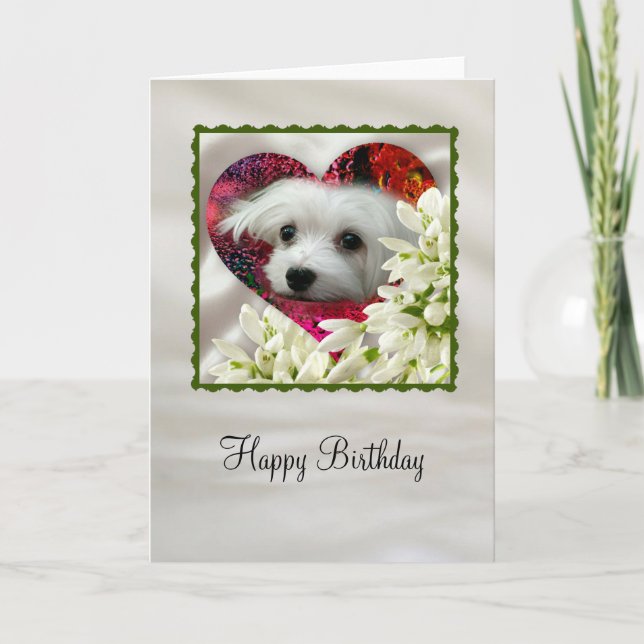 Snowdrop the Maltese Holiday Card (Front)