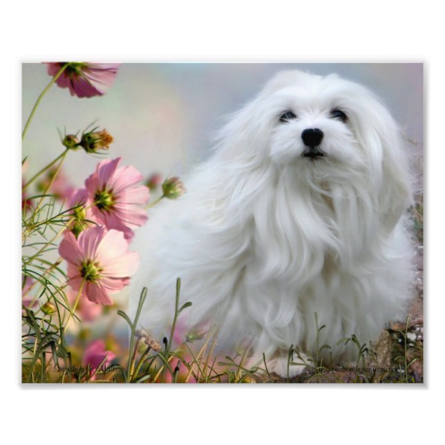 Snowdrop the Maltese Print (Front)