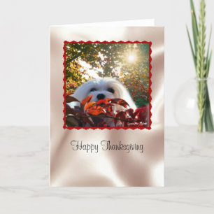 Snowdrop the Maltese Thanksgiving Card
