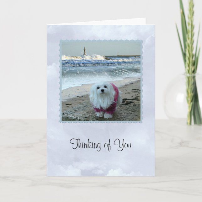 Snowdrop the Maltese "Thinking  of You Card (Front)