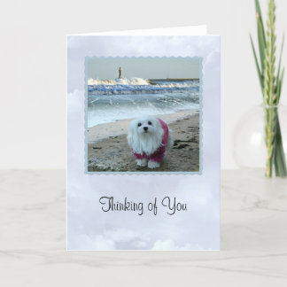 Snowdrop the Maltese "Thinking of You Card