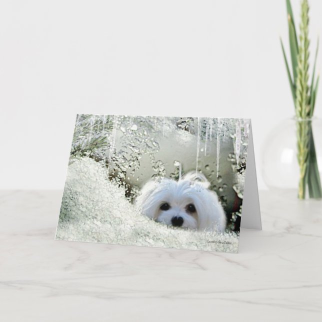 Snowdrop the Maltese "Thinking of You" Card (Front)