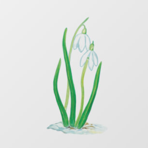 Snowdrops 