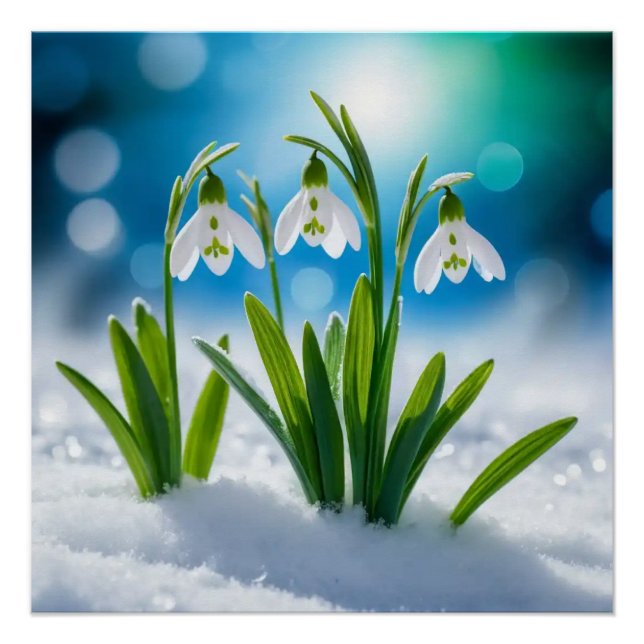 Snowdrops #3 Wall Art (Front)