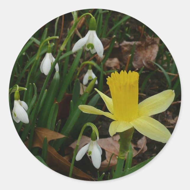 Snowdrops and Daffodil Spring Floral Classic Round Sticker (Front)