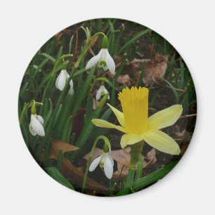 Snowdrops and Daffodil Spring Floral Magnet