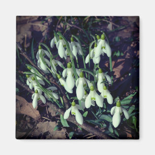 Snowdrops are the first flowers of spring magnet