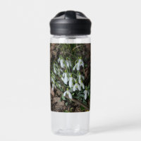 Snowdrops are the first flowers of spring