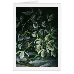 Snowdrops at Night