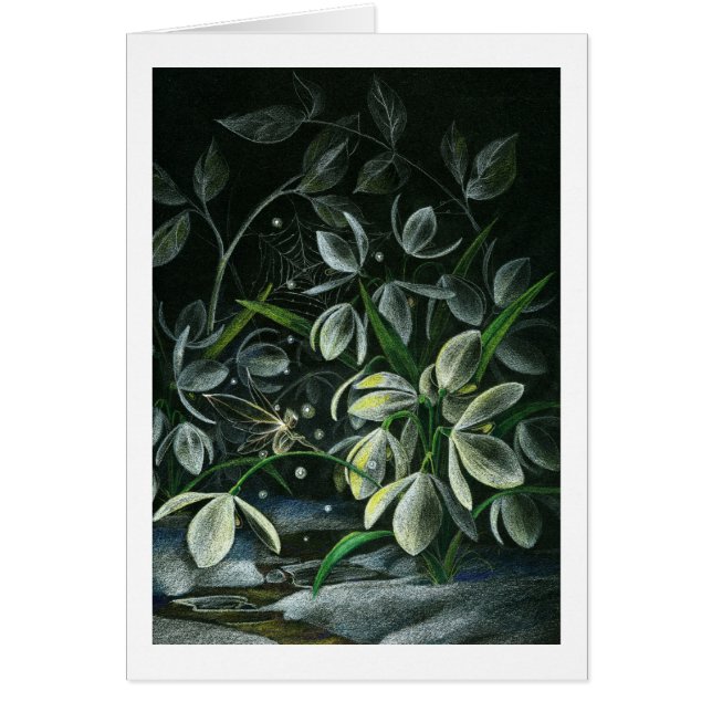 Snowdrops at Night (Front)