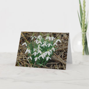 Snowdrops Card