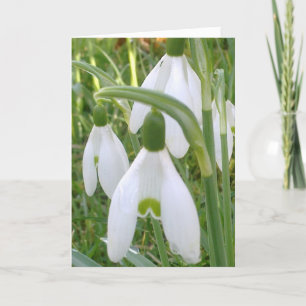 Snowdrops Card