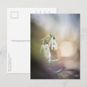 Snowdrops Flower Nature Photo Postcard