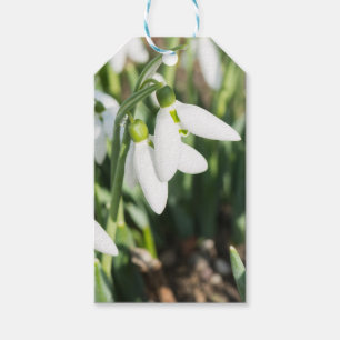 Snowdrops flowers gift tags
