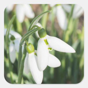Snowdrops flowers square sticker