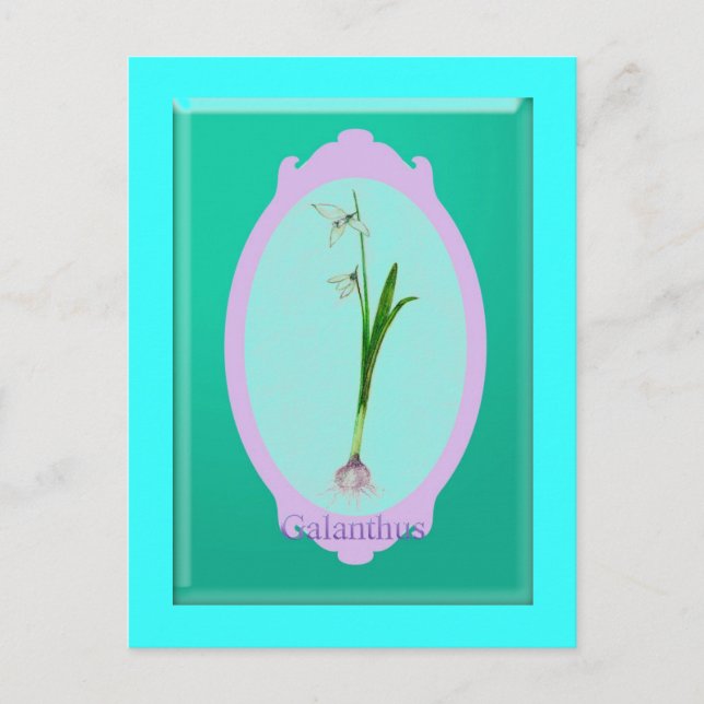 snowdrops"Galanthus" Postcard (Front)