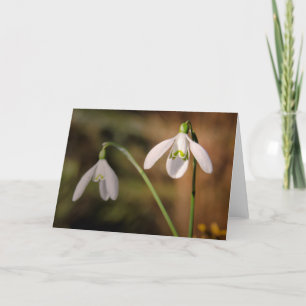 Snowdrops greetings card